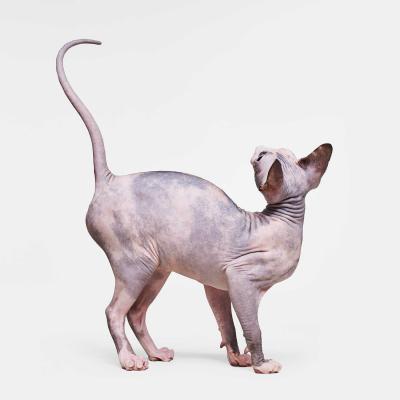 Randal Ford Sphinx Cat No 2 Randal Ford
