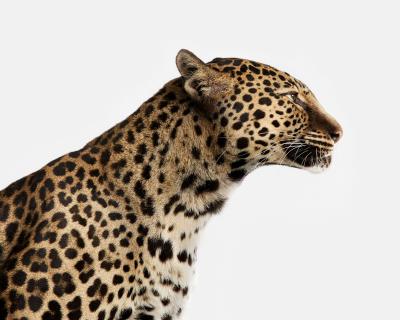 Randal Ford Spotted Leopard No 1 Randal Ford