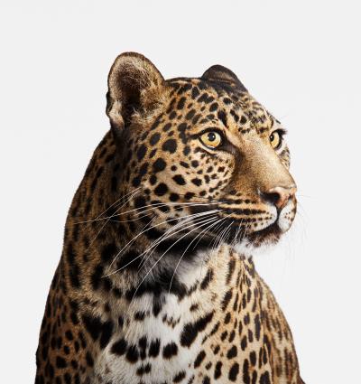 Randal Ford Spotted Leopard No 2 Randal Ford