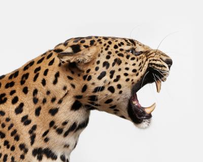 Randal Ford Spotted Leopard Snarl Randal Ford