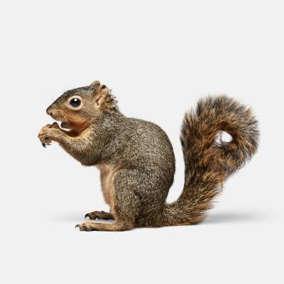 Randal Ford Squirrel No 1 Randal Ford