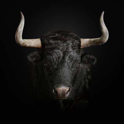 Randal Ford Toro Bravo Randal Ford