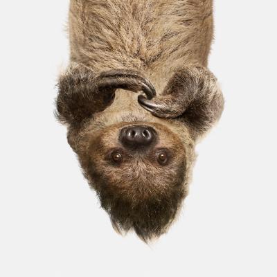 Randal Ford Upside Down Sloth Randal Ford