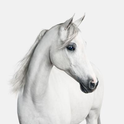 Randal Ford White Arabian Horse No 1 Randal Ford