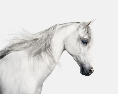 Randal Ford White Arabian Horse No 2 Randal Ford