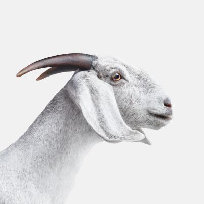 Randal Ford White Goat No 1 Randal Ford