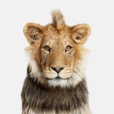 Randal Ford Young Lion Randal Ford