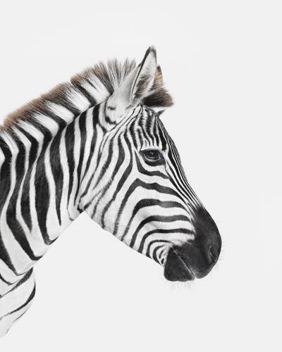 Randal Ford Zebra Profile Randal Ford