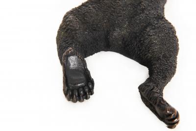 Resting Bear after Nikolai Lieberich