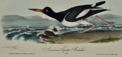 John James Audubon American Oyster Catcher An Original Audubon Hand colored Lithograph - 2671762