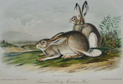 John James Audubon Townsends Rocky Mountain Hare an Original Audubon Hand colored Lithograph - 2671375
