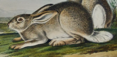 John James Audubon Townsends Rocky Mountain Hare an Original Audubon Hand colored Lithograph - 2671381