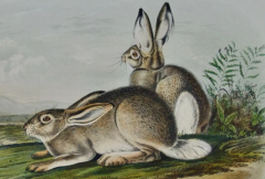 John James Audubon Townsends Rocky Mountain Hare an Original Audubon Hand colored Lithograph - 2671383