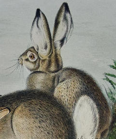 John James Audubon Townsends Rocky Mountain Hare an Original Audubon Hand colored Lithograph - 2671406