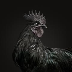 Randal Ford Ayam Cemani Rooster Black Collection Randal Ford - 3372049