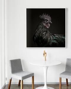 Randal Ford Ayam Cemani Rooster Black Collection Randal Ford - 3372050