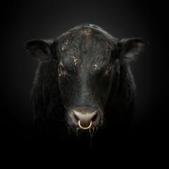 Randal Ford Black Bull No 1 Randal Ford - 3372072