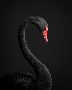 Randal Ford Black Swan No 1 Randal Ford - 3372098
