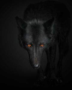 Randal Ford Black Wolf No 1 Randal Ford - 3372109