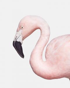 Randal Ford Flamingo No 1 Randal Ford - 3372162