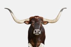 Randal Ford Longhorn No 1 Randal Ford - 3372287