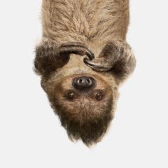 Randal Ford Upside Down Sloth Randal Ford - 3372475