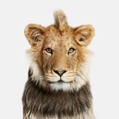 Randal Ford Young Lion Randal Ford - 3372498