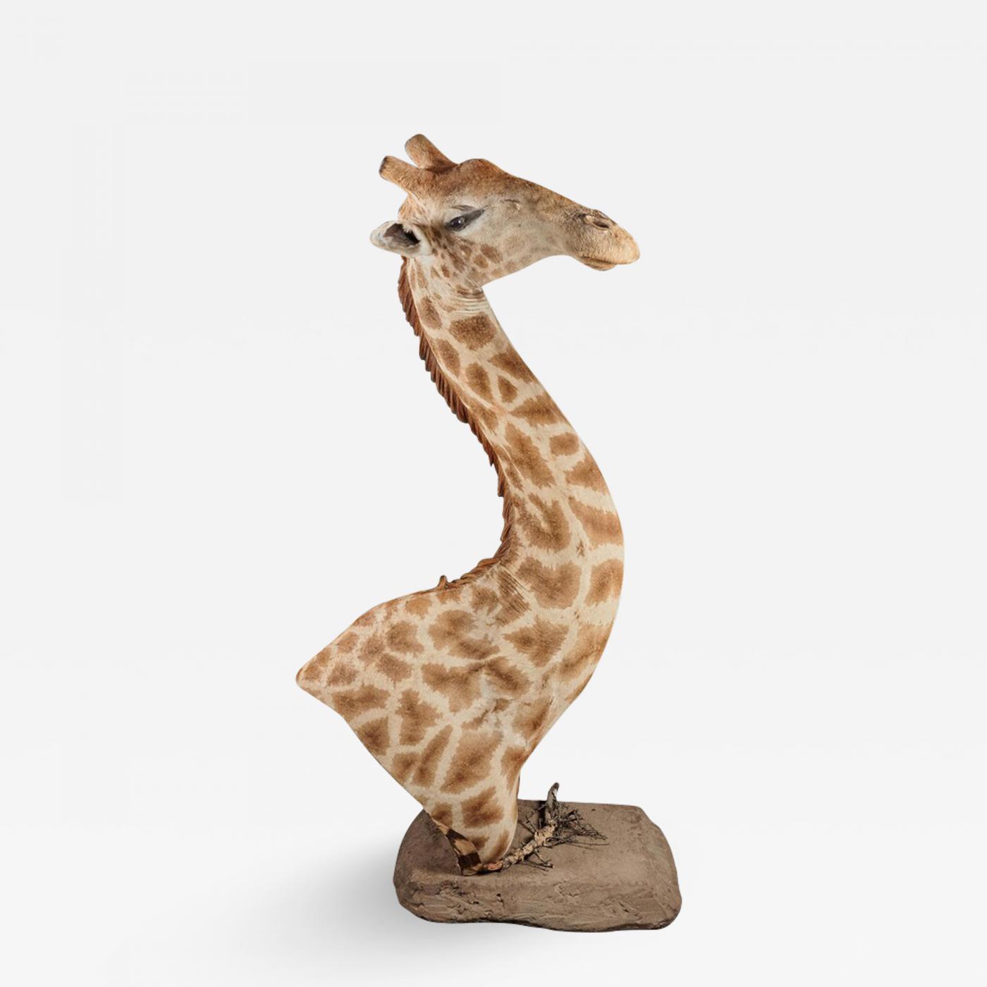 RARE & EXTREMELY WELL PREPARED LATE 20TH CENTURY TAXIDERMY AFRICAN BULL  GIRAFFE