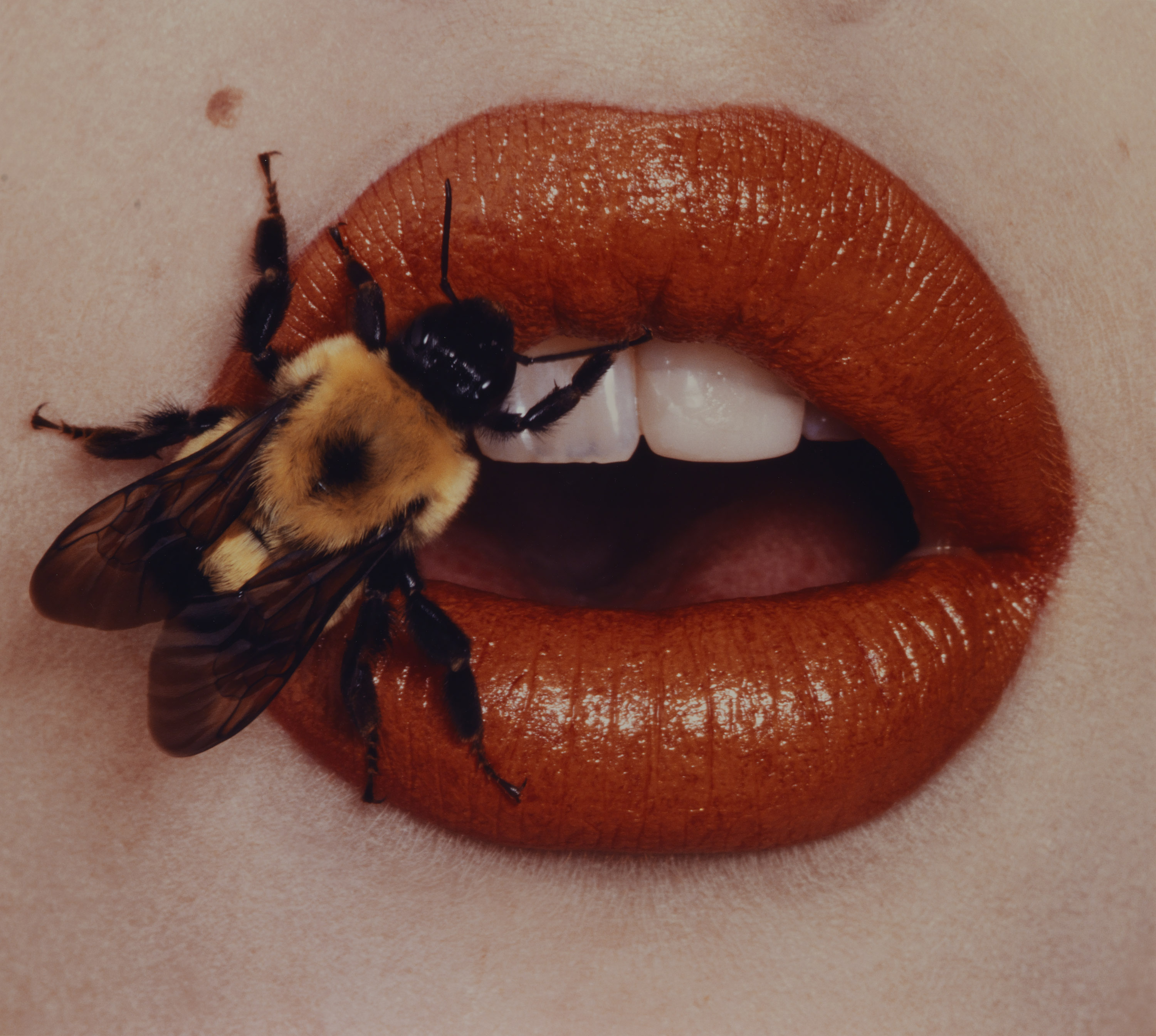 Irving Penn, Bee, New York, 1995, printed 2001, Smithsonian American Art Museum, Promised gift of The Irving Penn Foundation. Copyright © The Irving Penn Foundation.